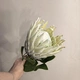Протея (африканская роза) 1 штука