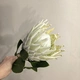 Протея (африканская роза) 1 штука